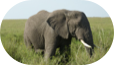 Elephants
Bad boys of the Serengeti